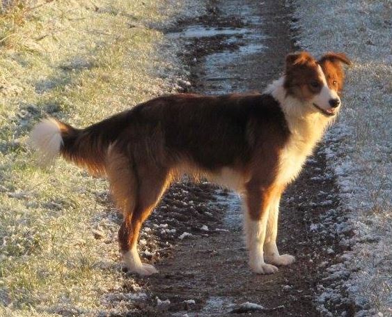 Welsh Sheepdog Wilden Piper